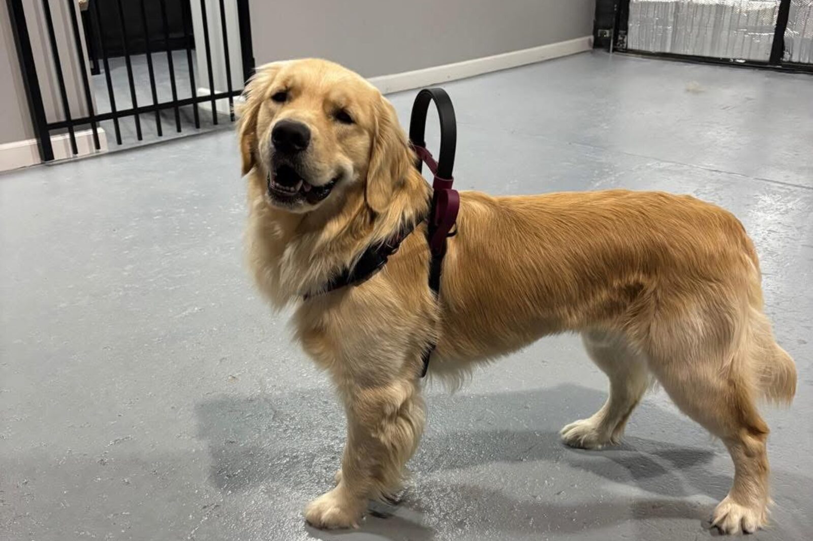 A Hearts of Gold service dog standing in the training facility