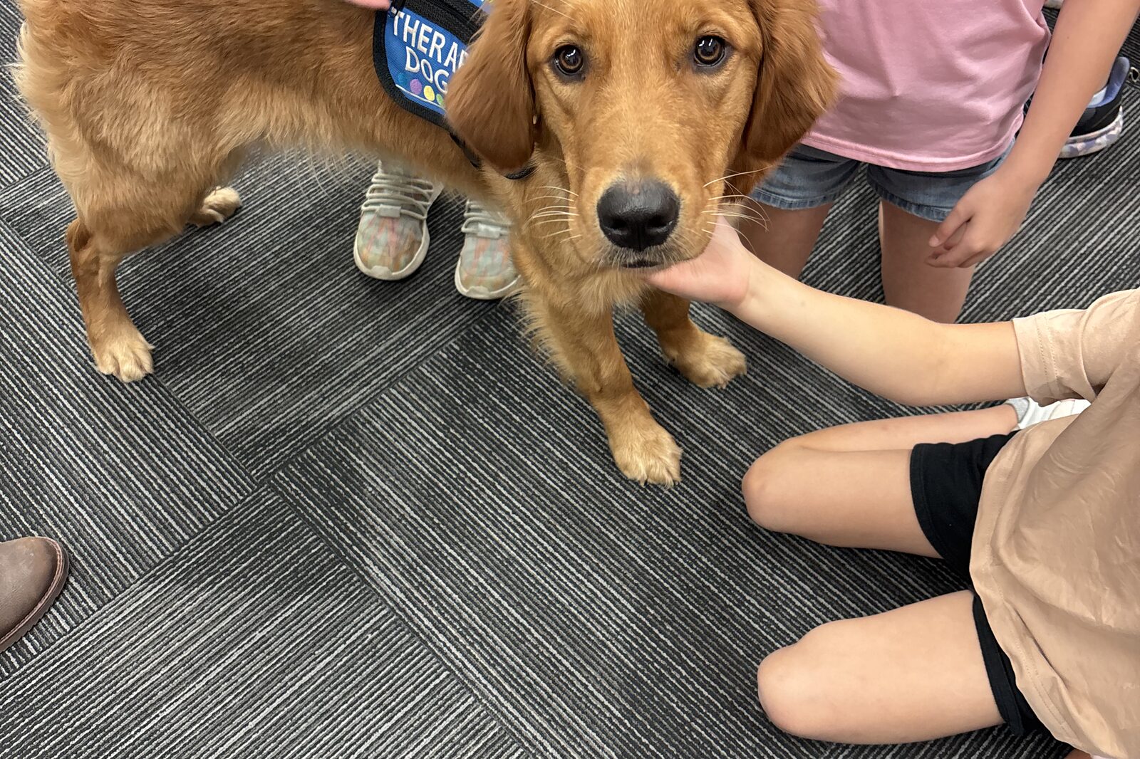 A therapy dog in its vest, looking up while children gather round to pet it