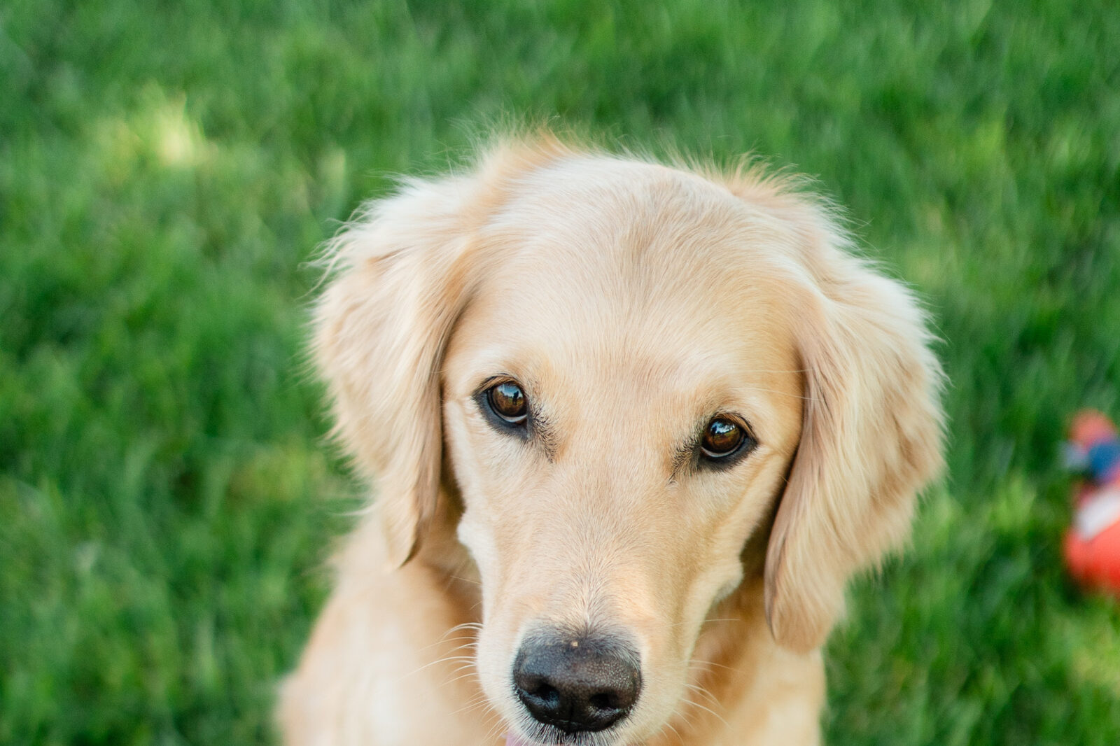 Adolescent golden retriever sitting in the grass with its tongue out